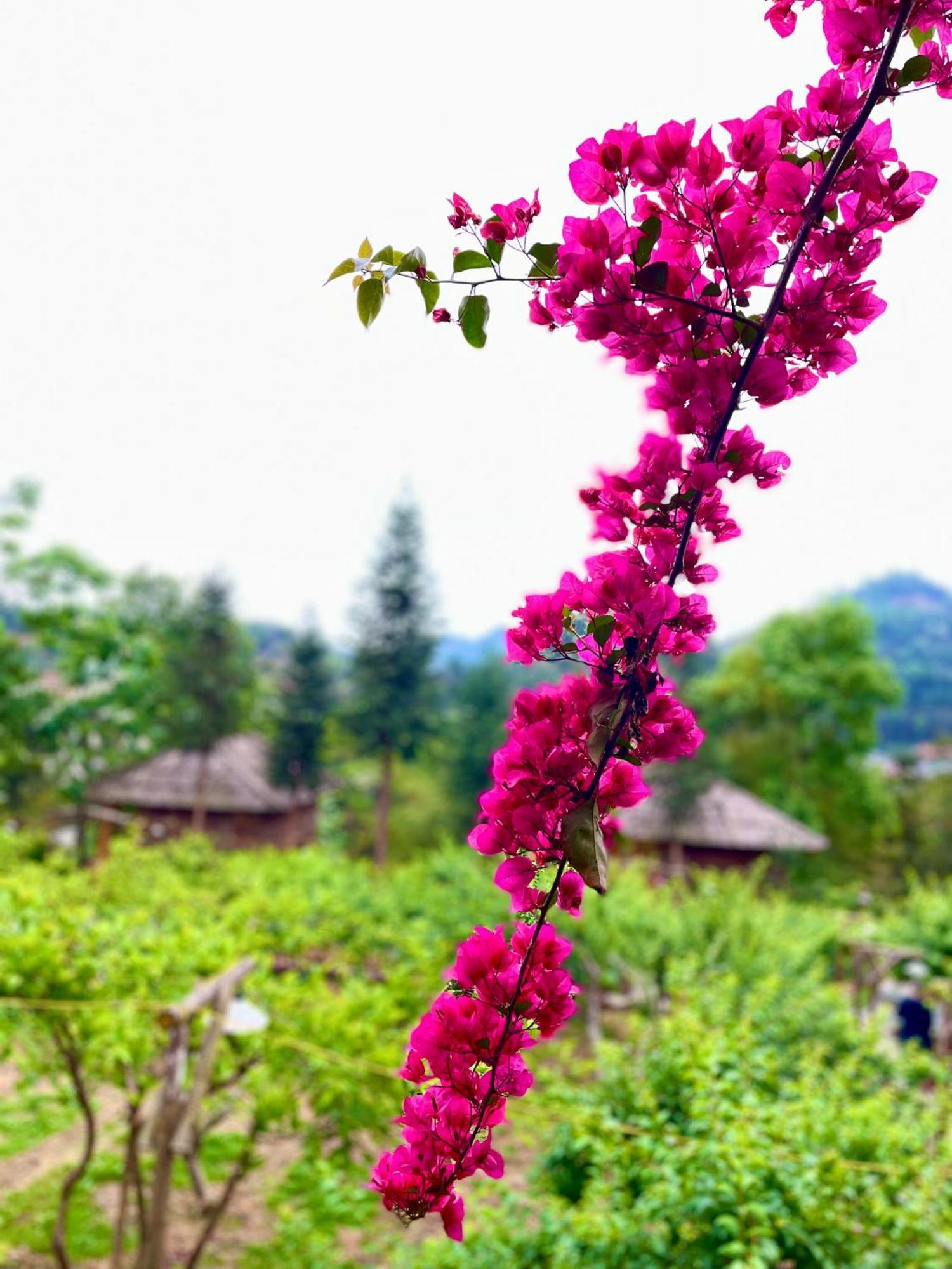 So H'Mong Homestay バクハ エクステリア 写真