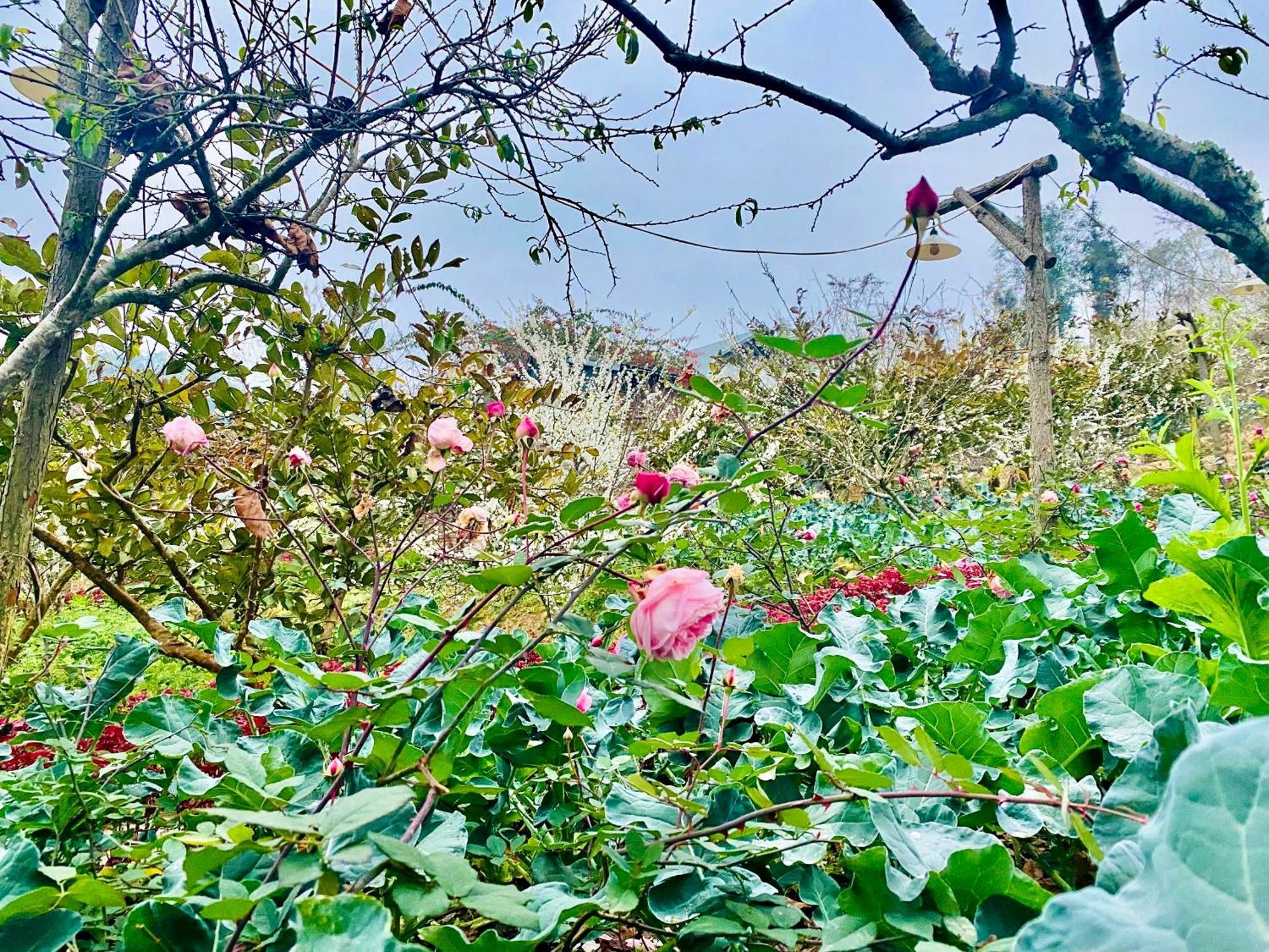 So H'Mong Homestay バクハ エクステリア 写真